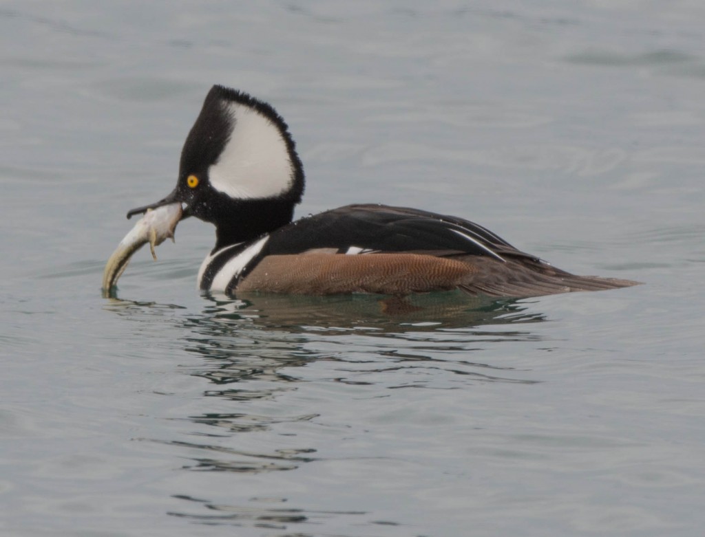 Male Hooded Merganser with Fish at March's Point