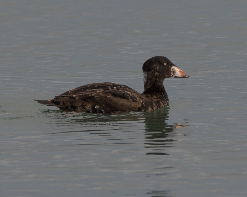 Scoter, Surf  20140103-03