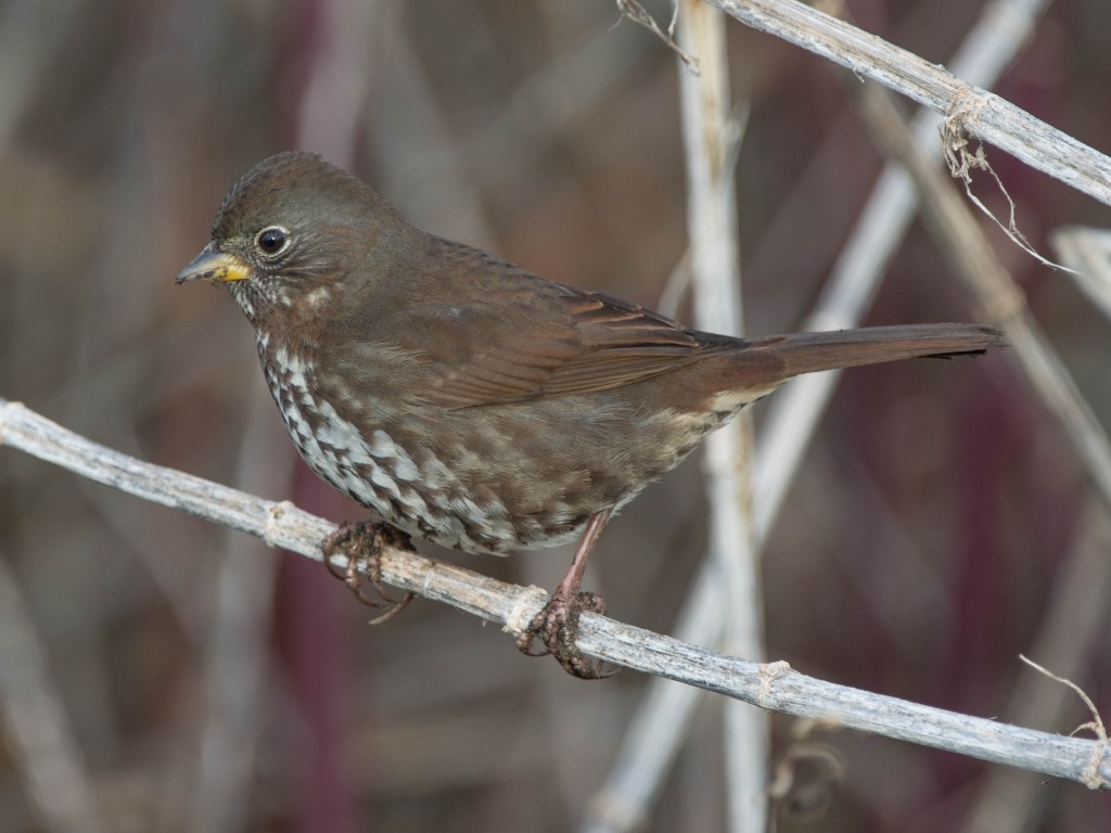 Sparrow, Fox  20140103-01