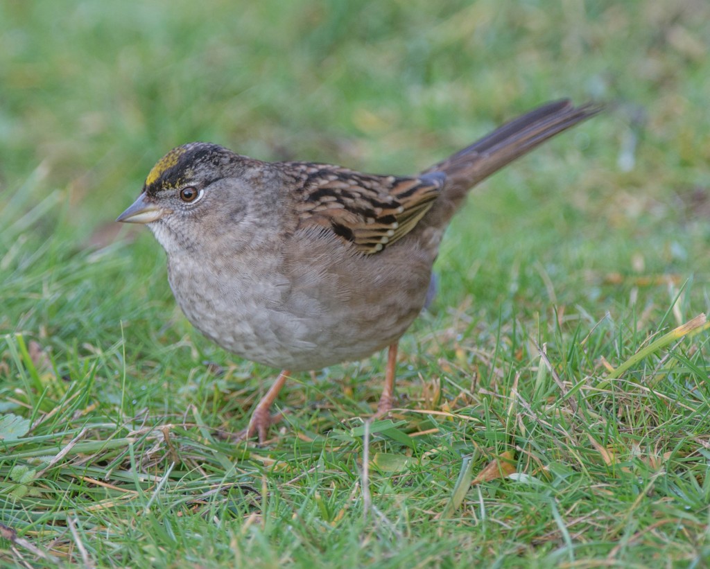Sparrow, Golden-crowned   20140103-03