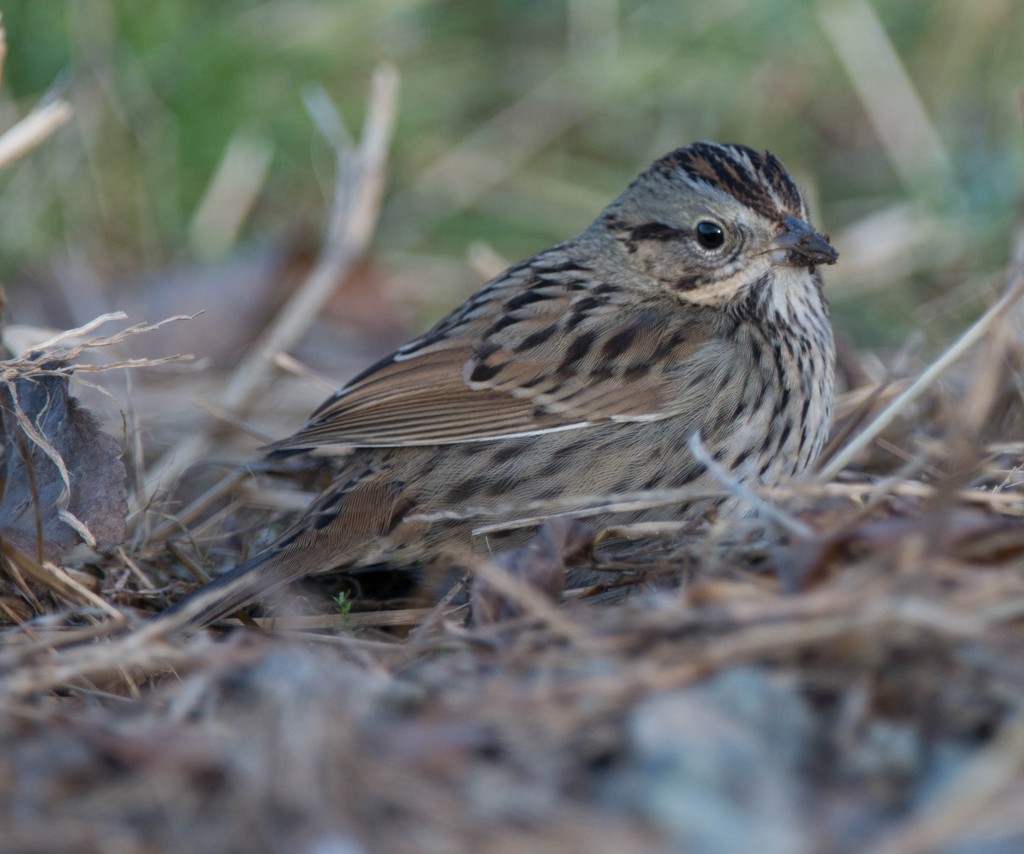 Lincoln's Sparrow 