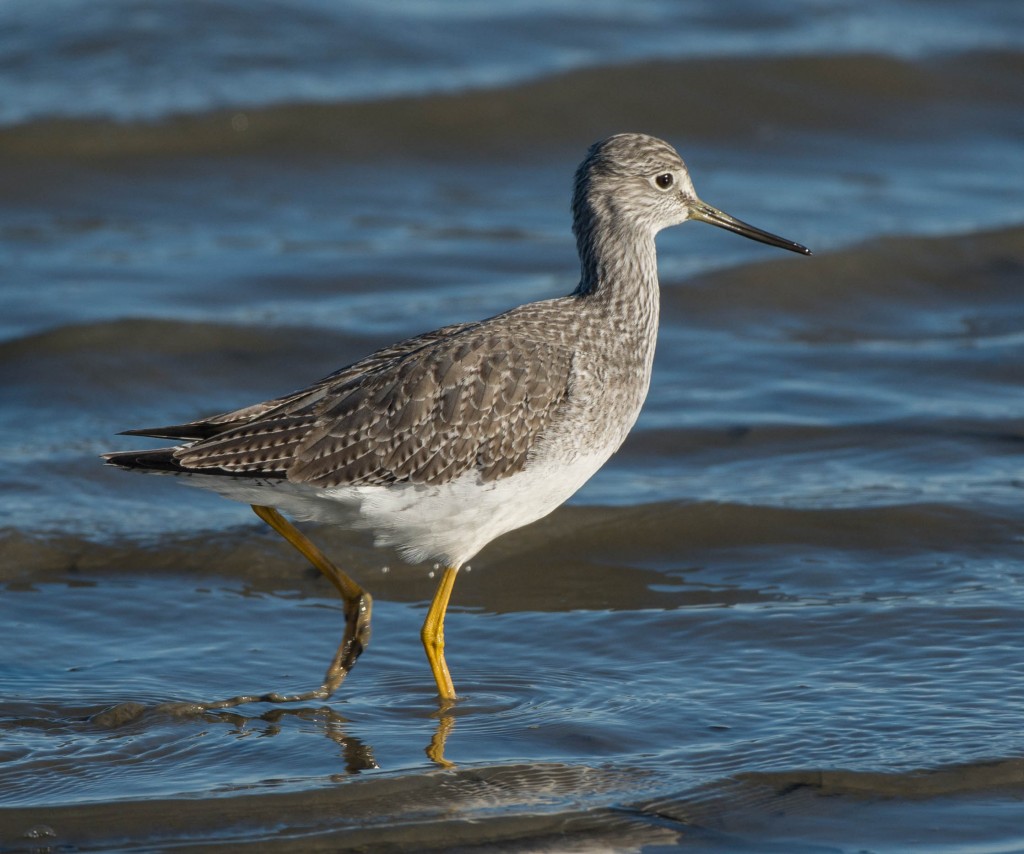 Yellowlegs, Greater  20140105-26