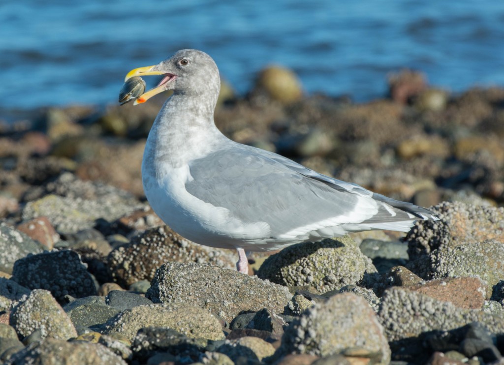 gull eating clam  20140123-24
