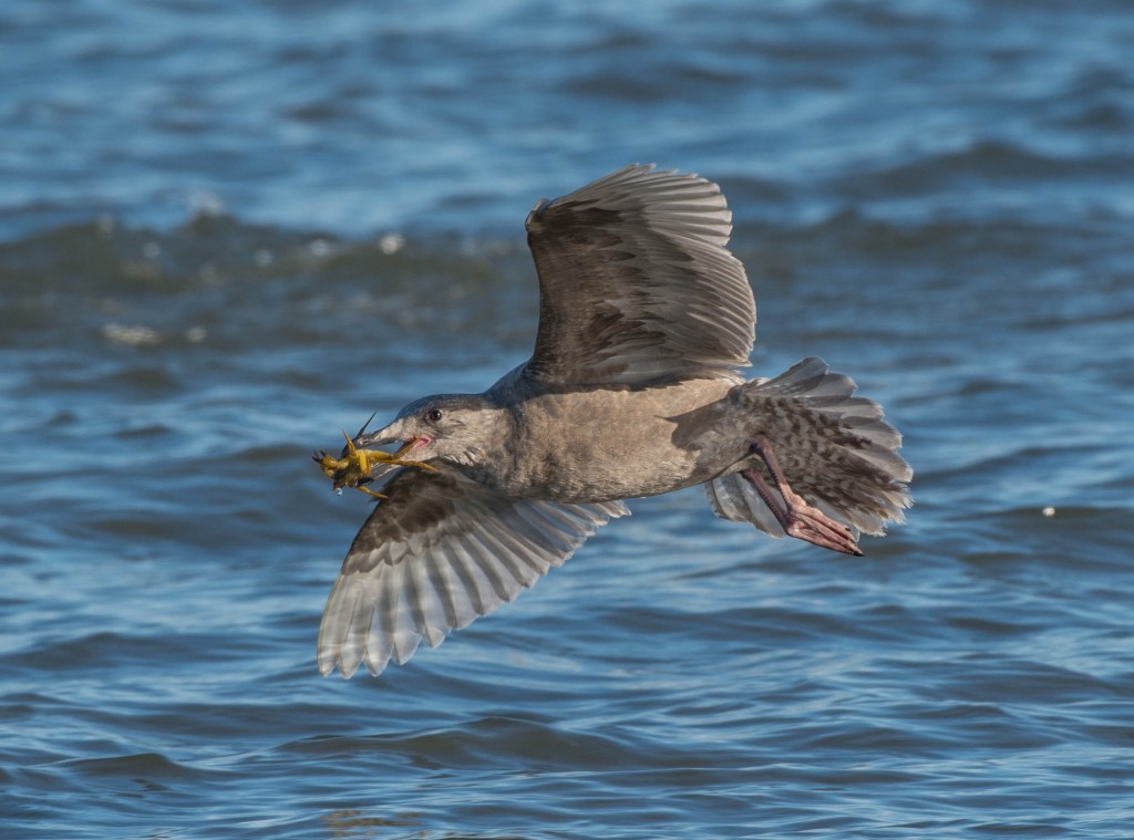 gull with crab  20140105-05
