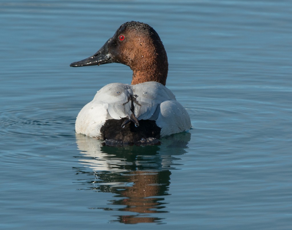 Canvasback  20140225-07