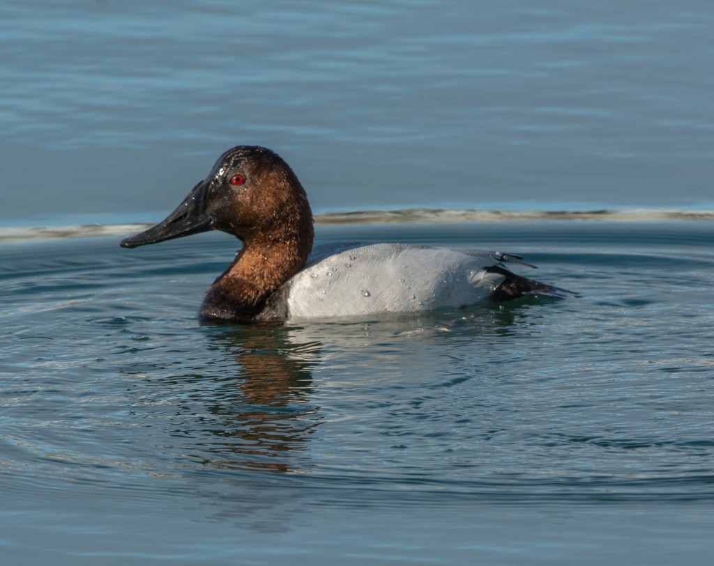 Canvasback  20140225-15