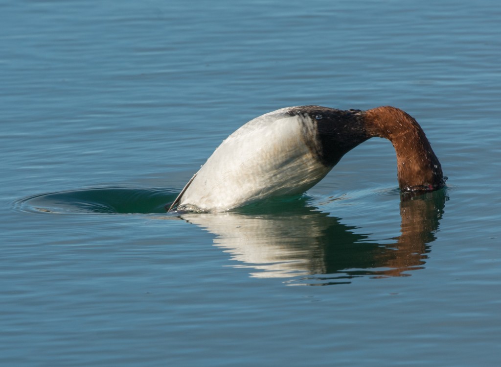 Canvasback  20140225-20