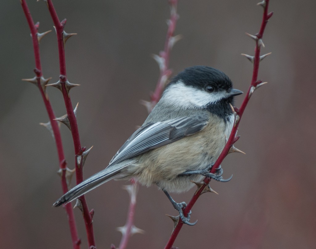 Chickadee, Black-capped  20140211-07