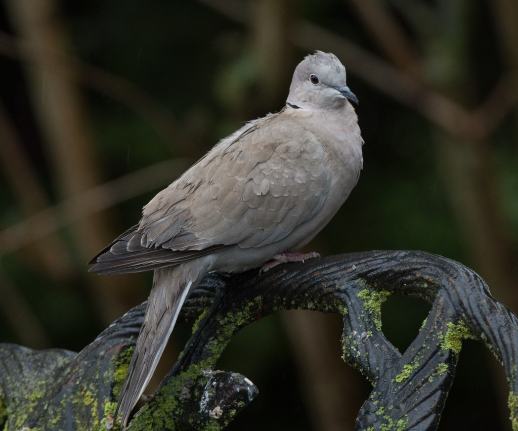Dove, Eurasian Collared  20140224-03