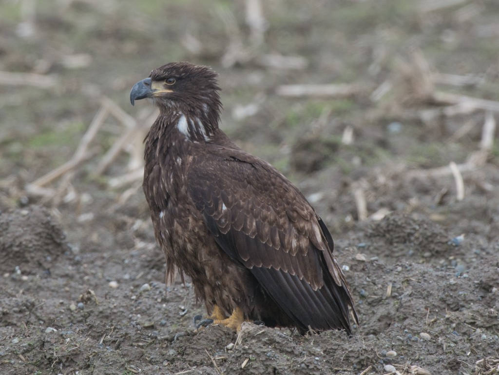 Eagle, Bald  20140212-04