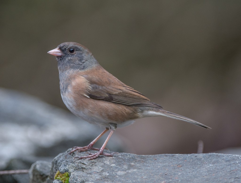 Junco, Dark-eyed - Oregon  20140216-01-2