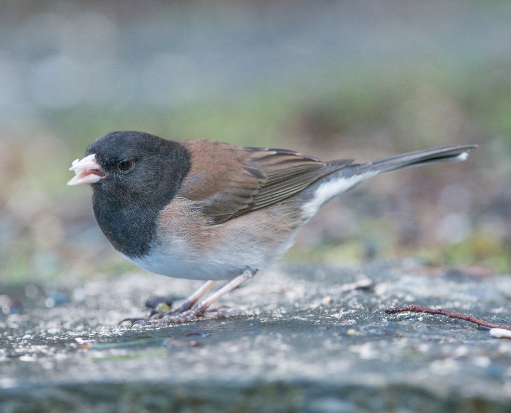 Junco, Dark-eyed - Oregon  20140218-01