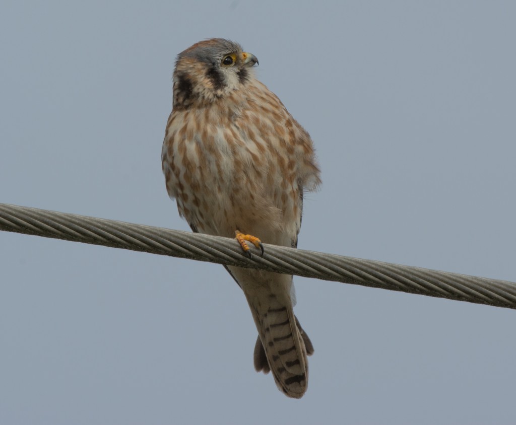 Kestrel, American  20140212-05