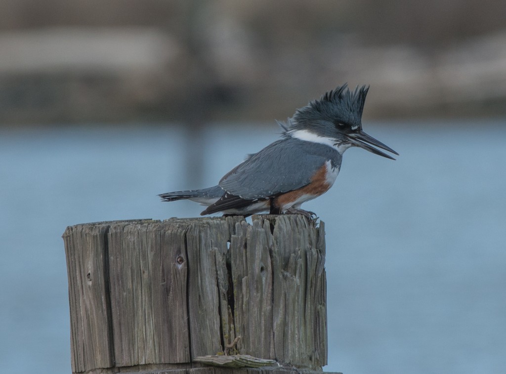 Kingfisher, Belted  20140212-12