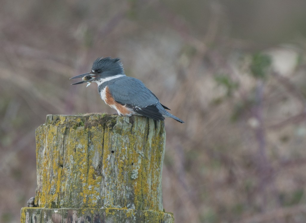 Kingfisher, Belted  20140212-13