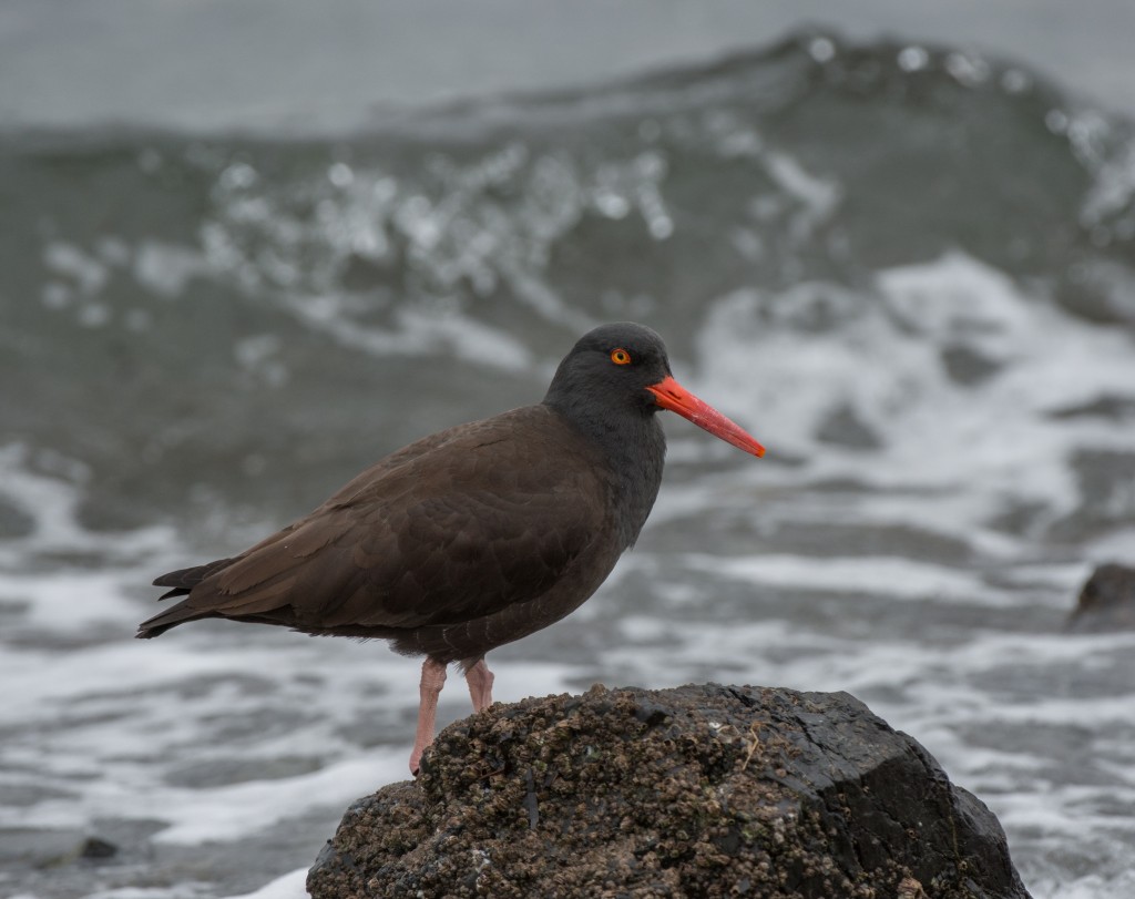 Oystercatcher, Black  20140211-07