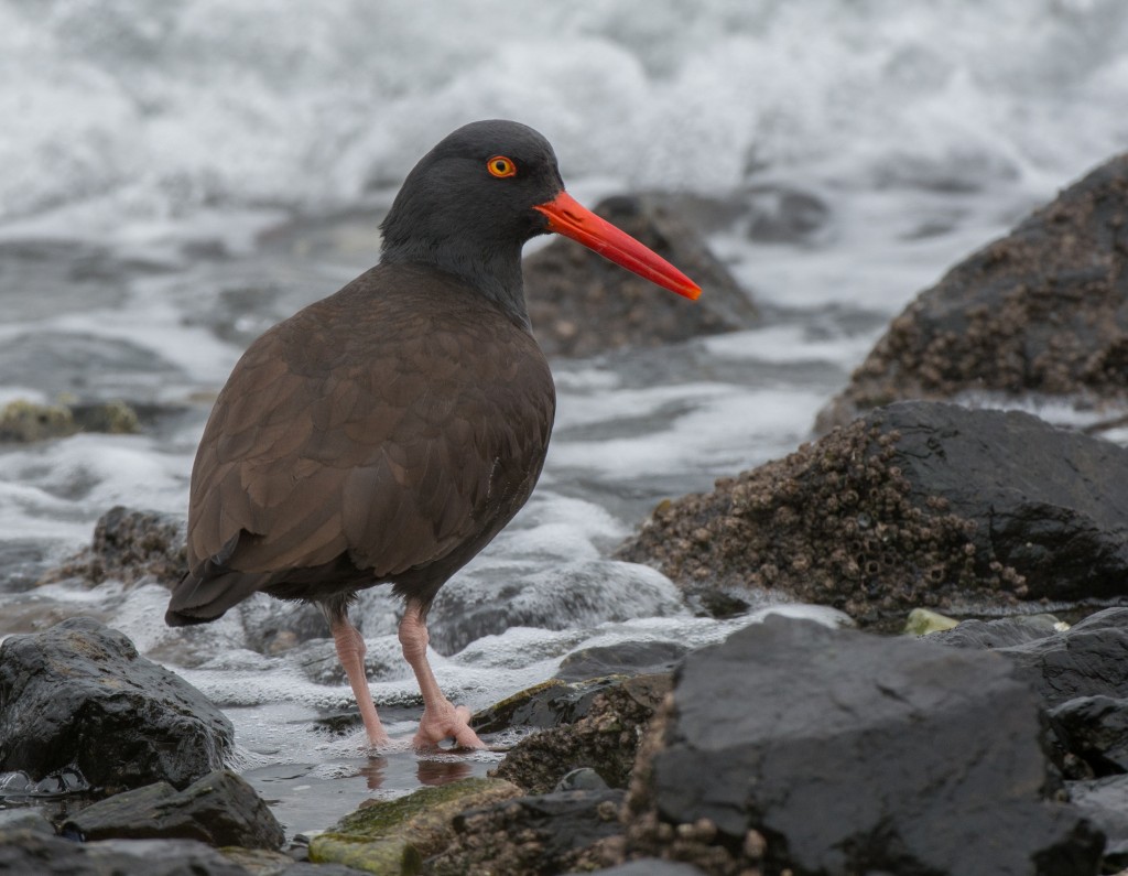 Oystercatcher, Black  20140211-08