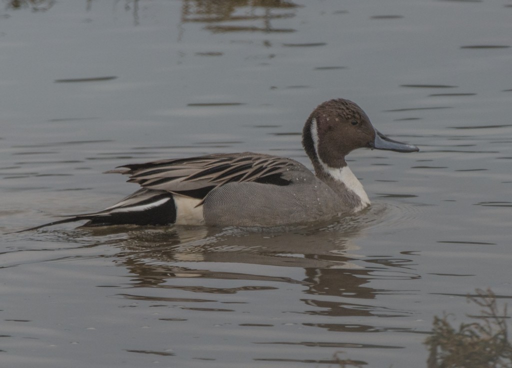 Pintail, Northern  20140212-03