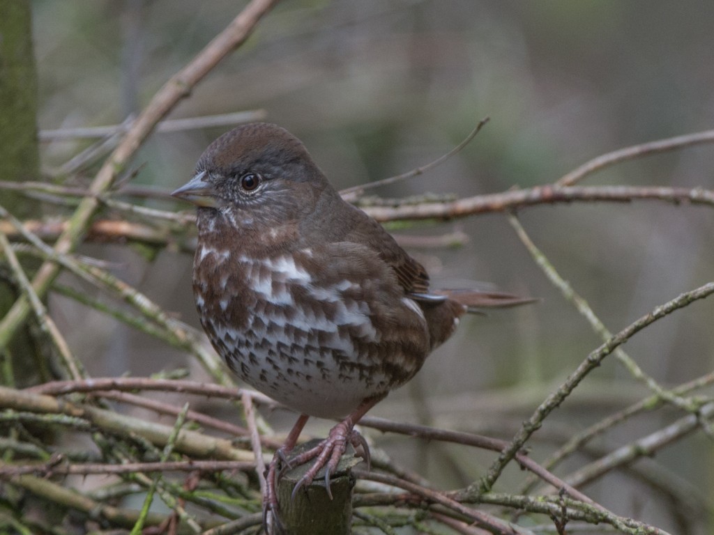 Sparrow, Fox  20140216-02