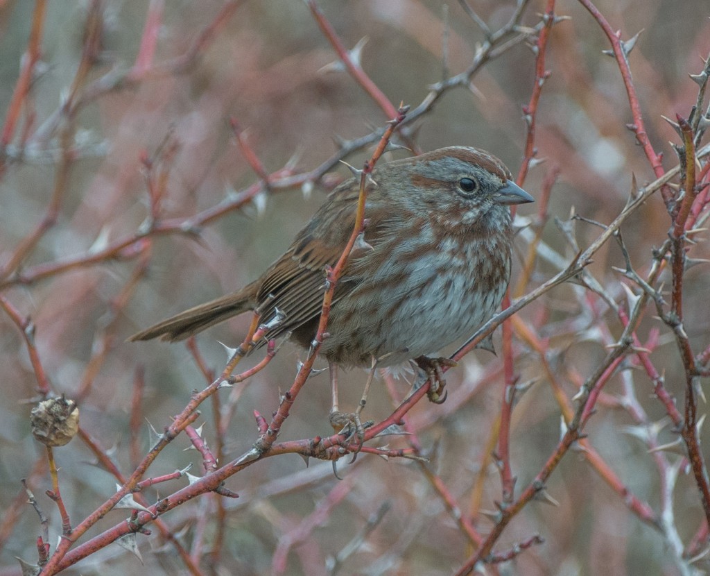Sparrow, Song  20140211-02