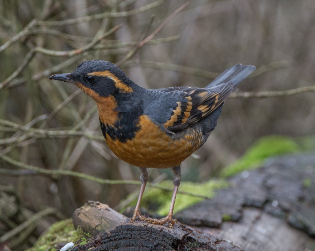 Thrush, Varied  20140216-03-2