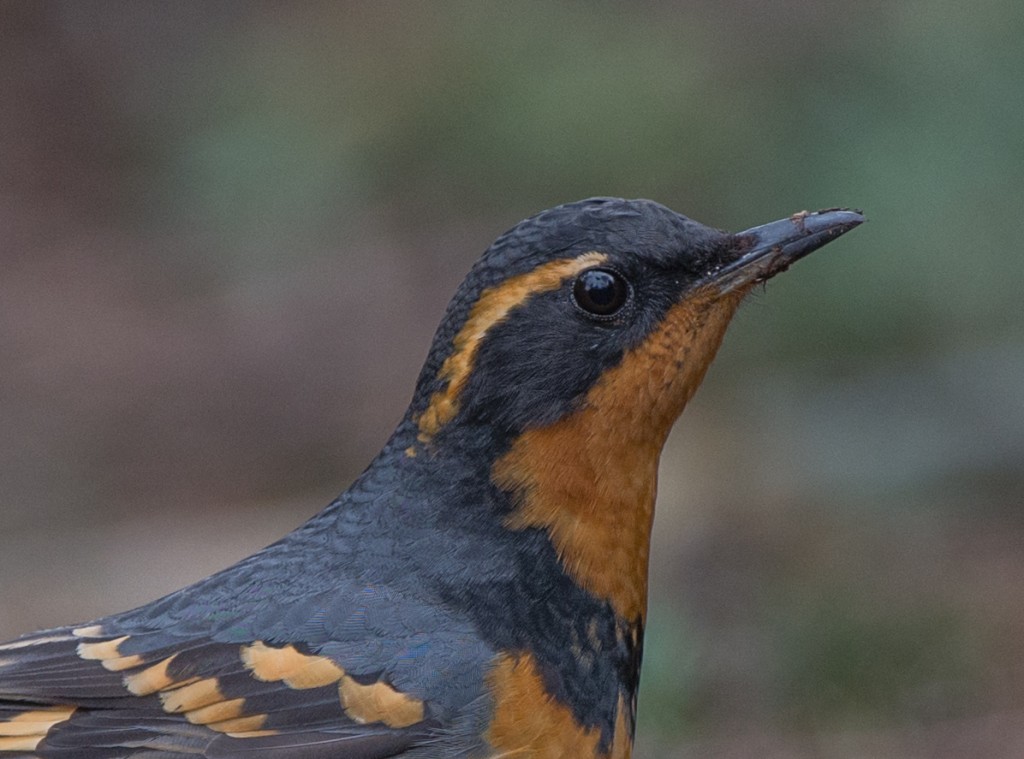 Thrush, Varied  20140216-04