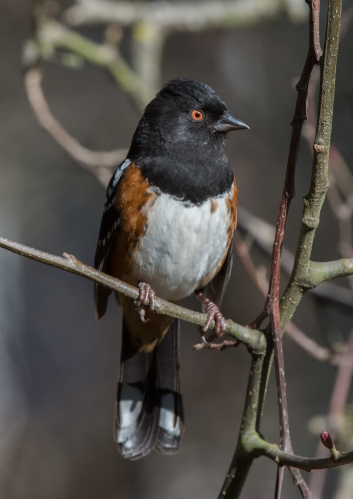 Towhee, Spotted  20140212-01