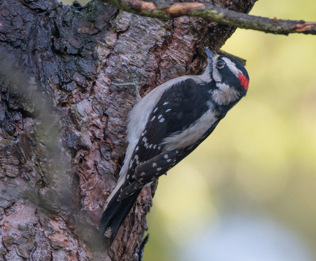 Woodpecker, Downy  20140218-03