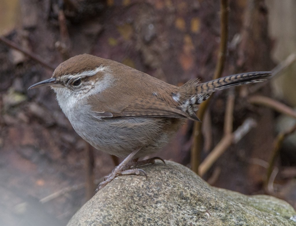 Wren, Bewick's  20140216-05