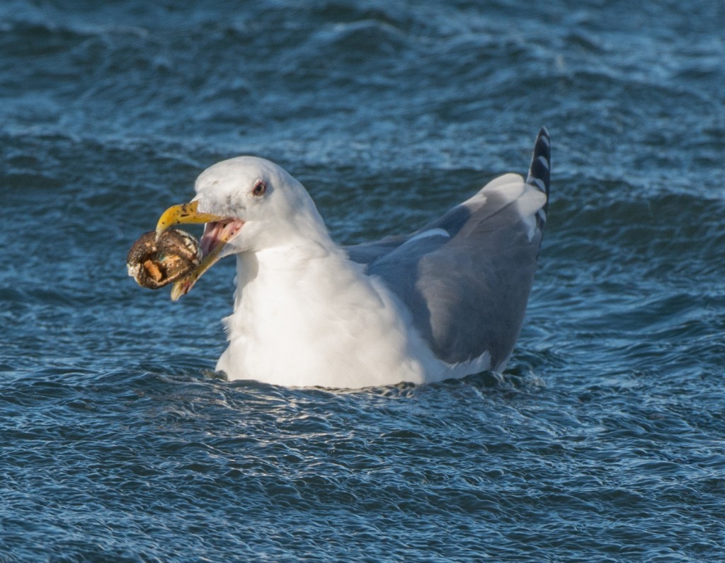 gull - with clam  20140218-04