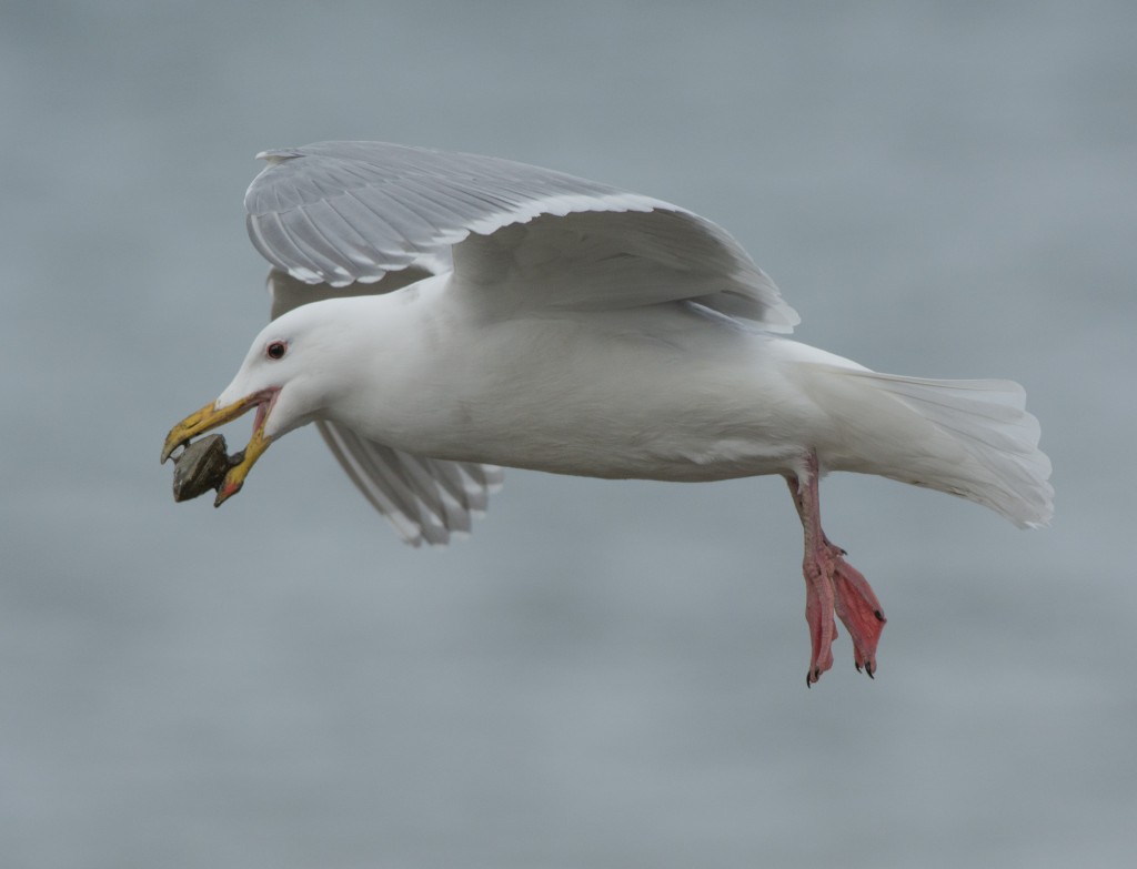 gulls - with clams  20140219-05