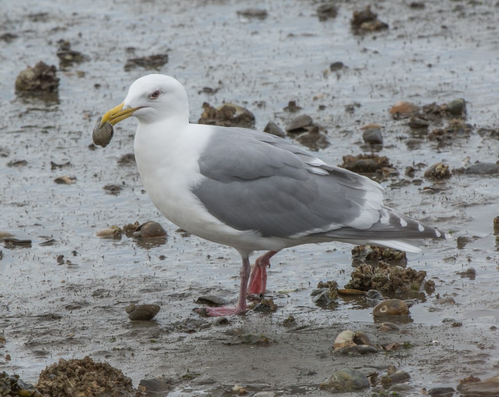 gulls - with clams  20140219-15