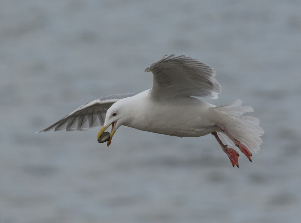 gulls - with clams  20140219-17