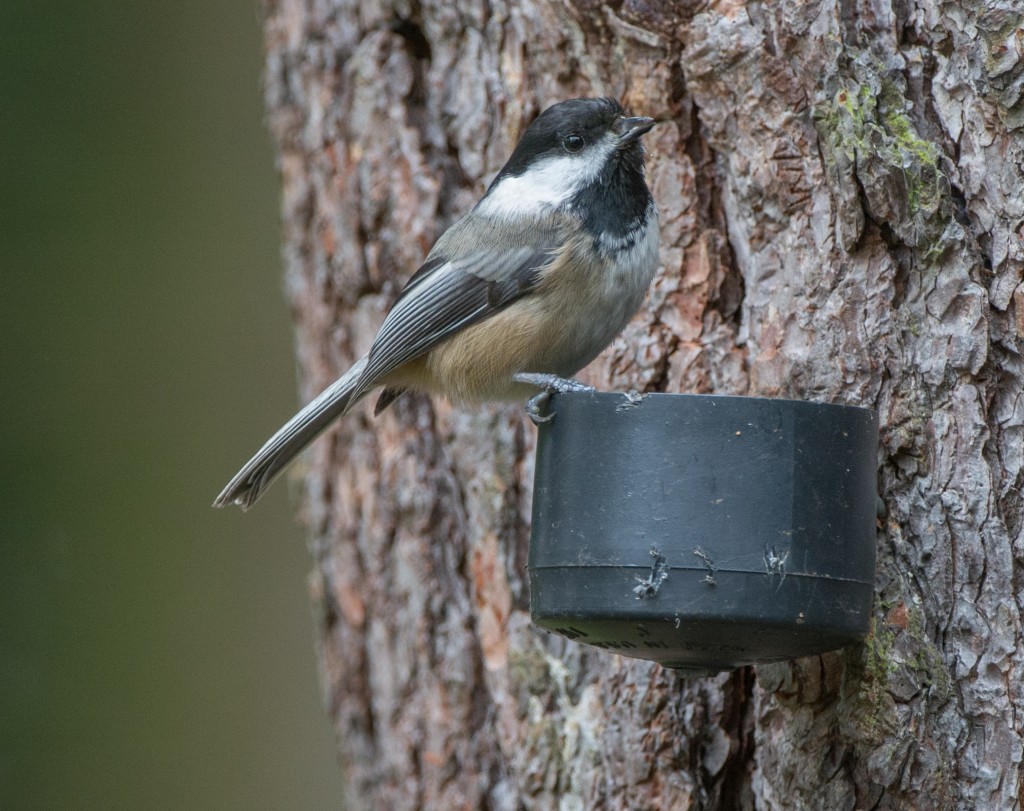 Chickadee, Black-capped  20140315-01