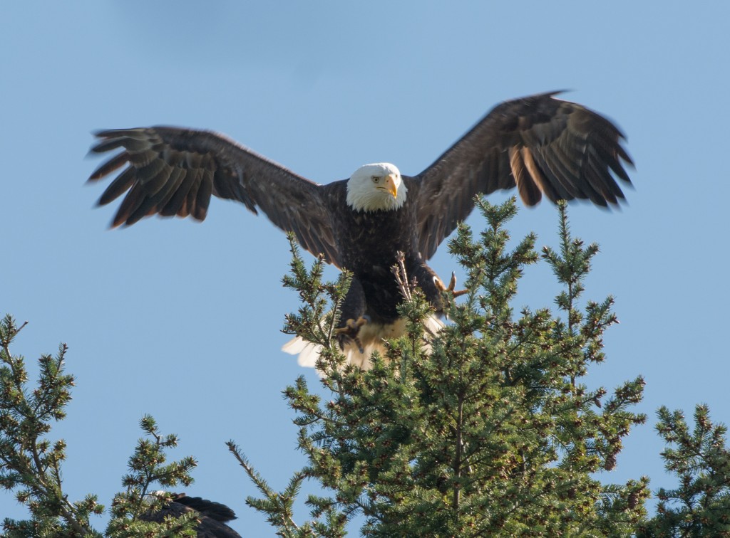 Eagle, Bald  20140331-03