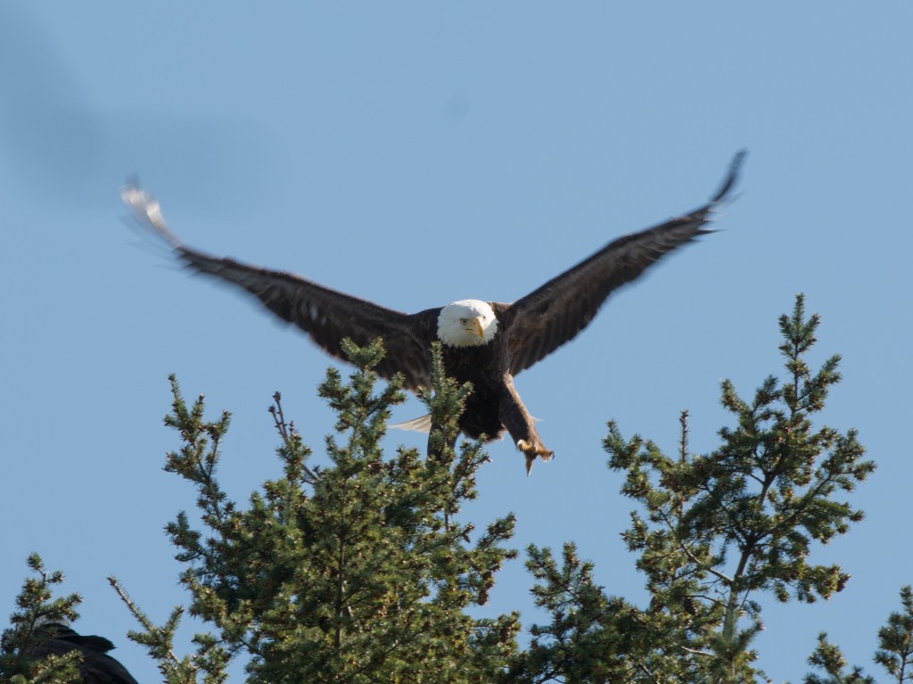 Eagle, Bald  20140331-04