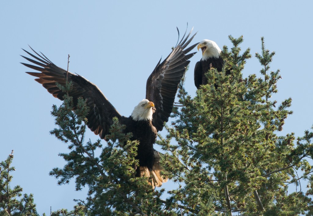 Eagle, Bald  20140331-10