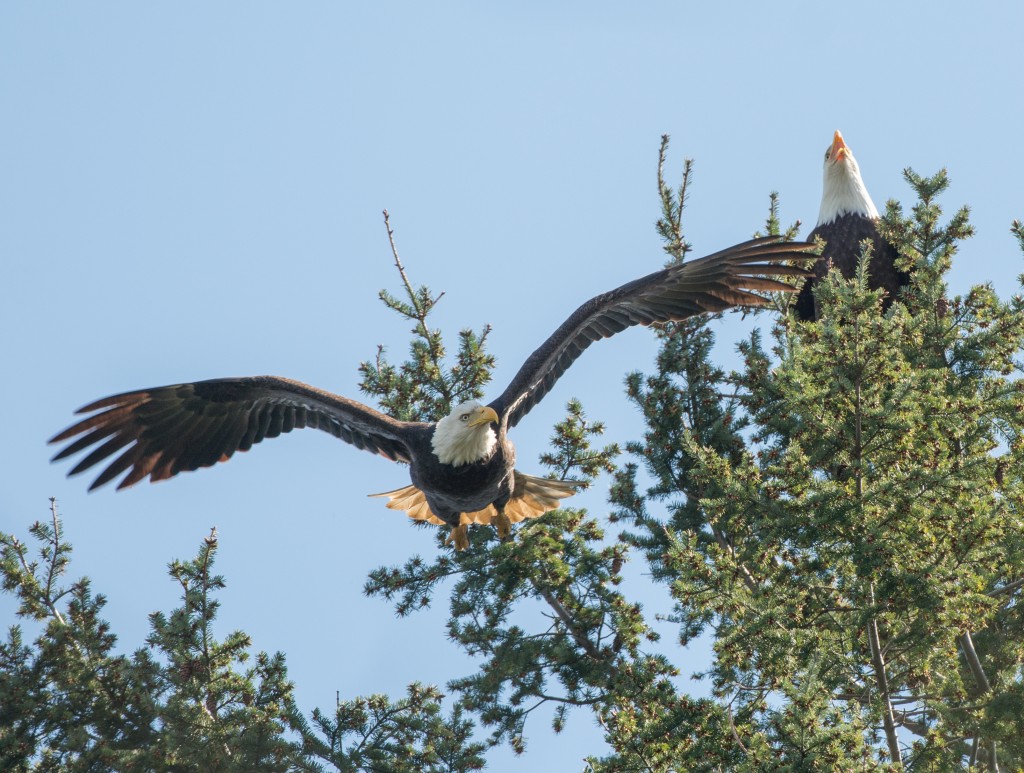 Eagle, Bald  20140331-11