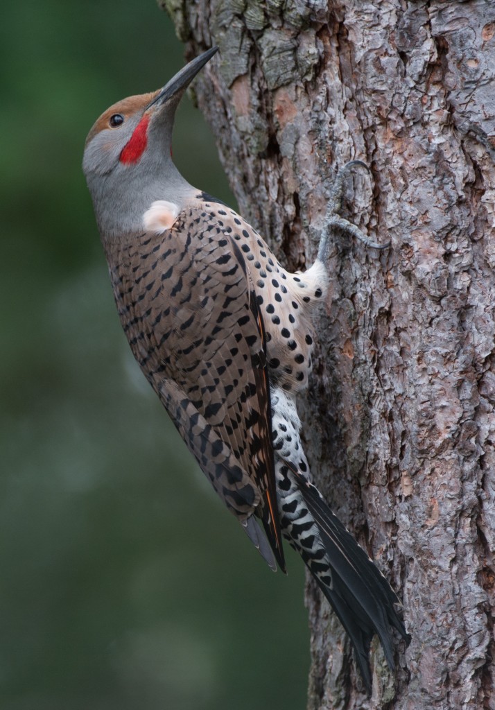 Flicker, Northern  20140307-02