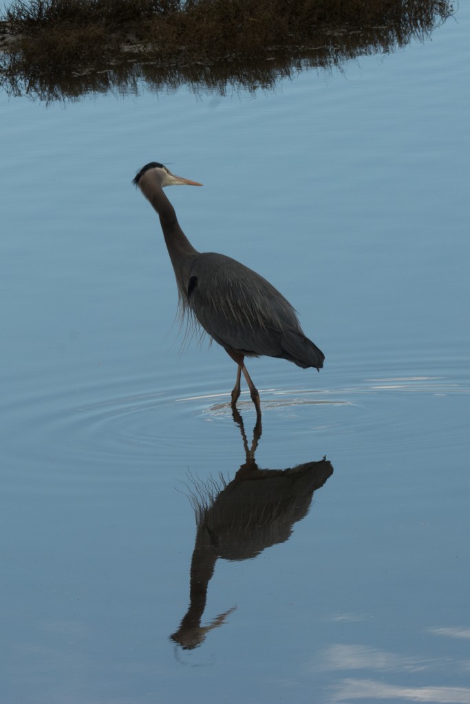 Heron, Great Blue - with reflection 20140327-03