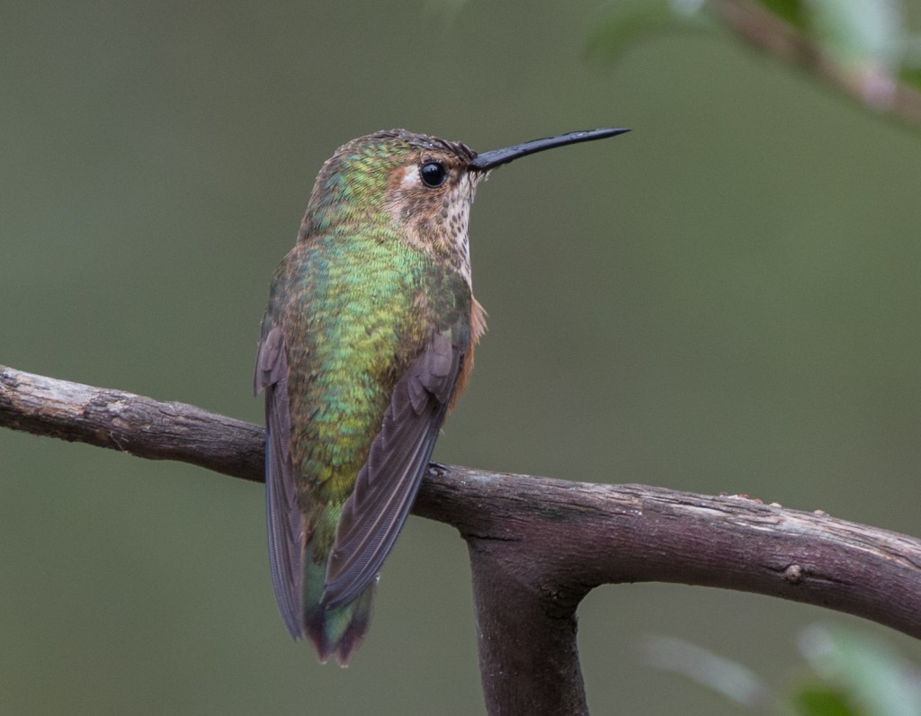 Hummingbird, Rufous  20140315-01
