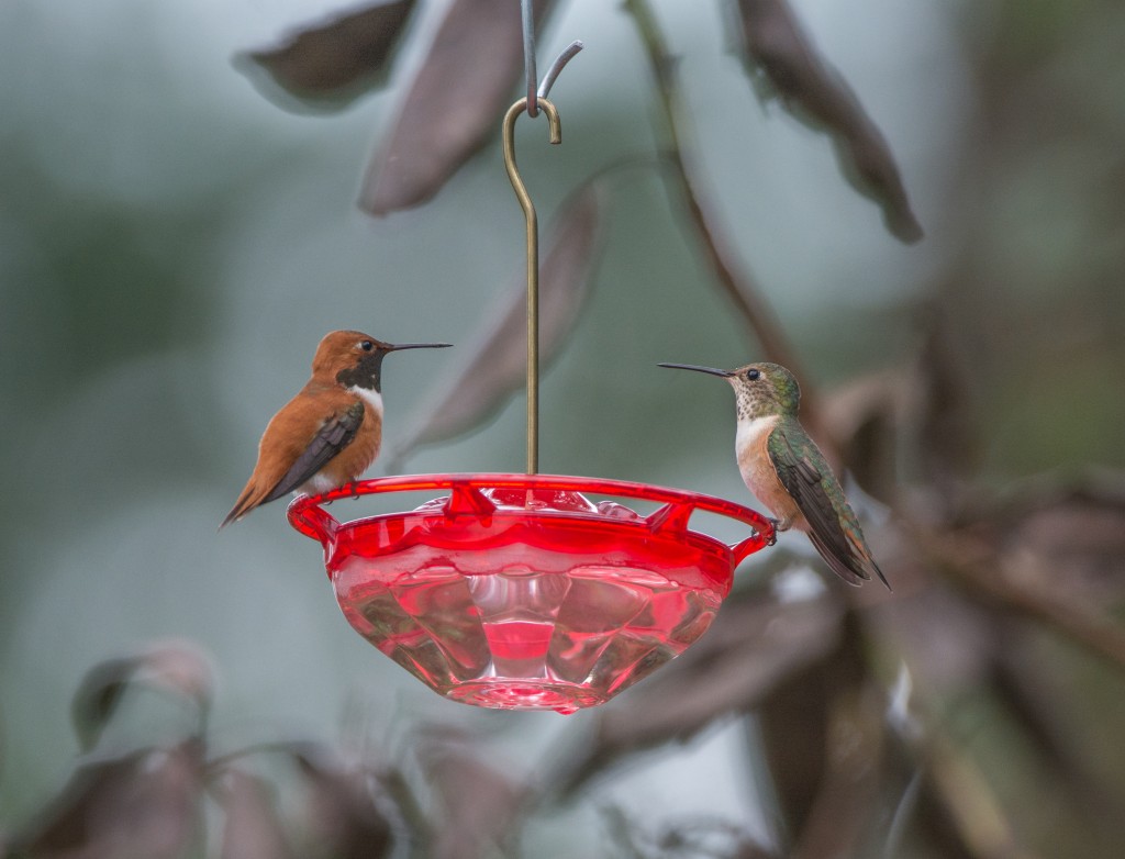 Male and female Rufous hummingbirds sharing feeder.  