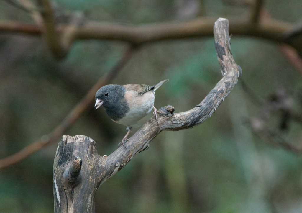 Junco, Dark-eyed - Oregon  20140315-05