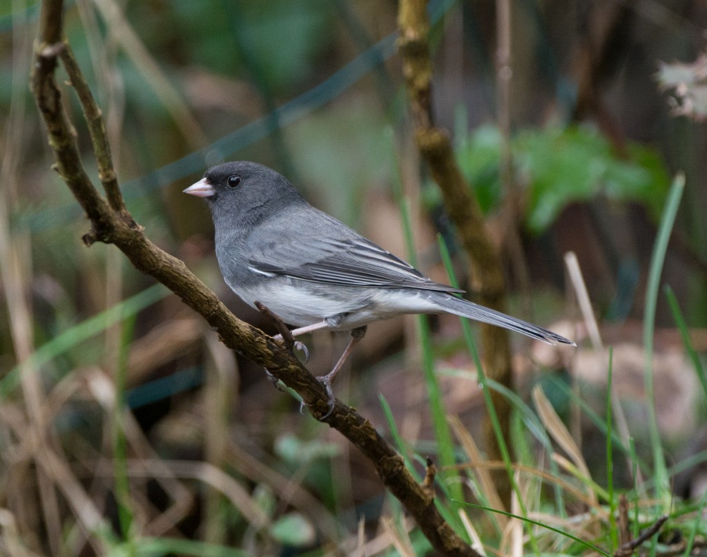 Junco, Dark-eyed - Slate-colored   20140303-08