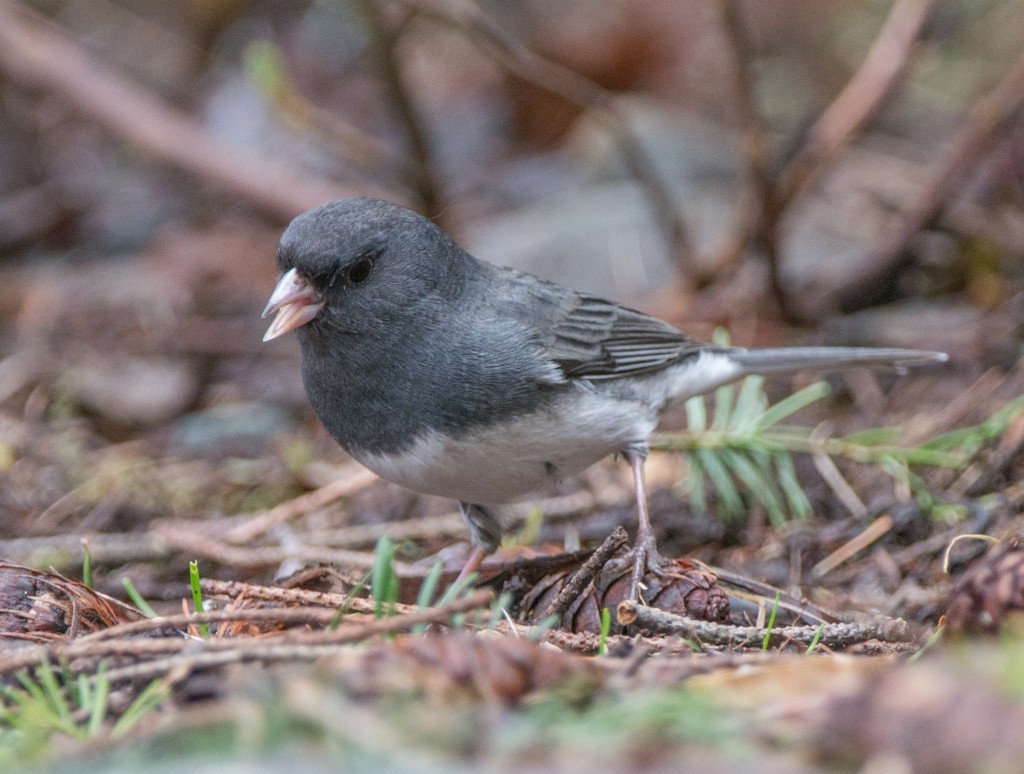 Junco, Dark-eyed - Slate-colored   20140303-10