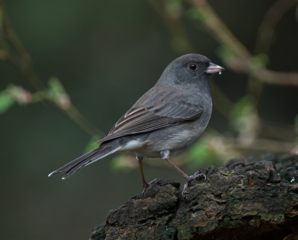 Junco, Dark-eyed - Slate-colored  20140307-01