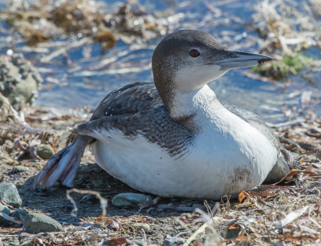 Loon, Common  20140228-08