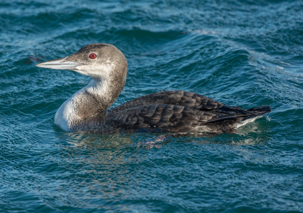 Loon, Common  20140228-27