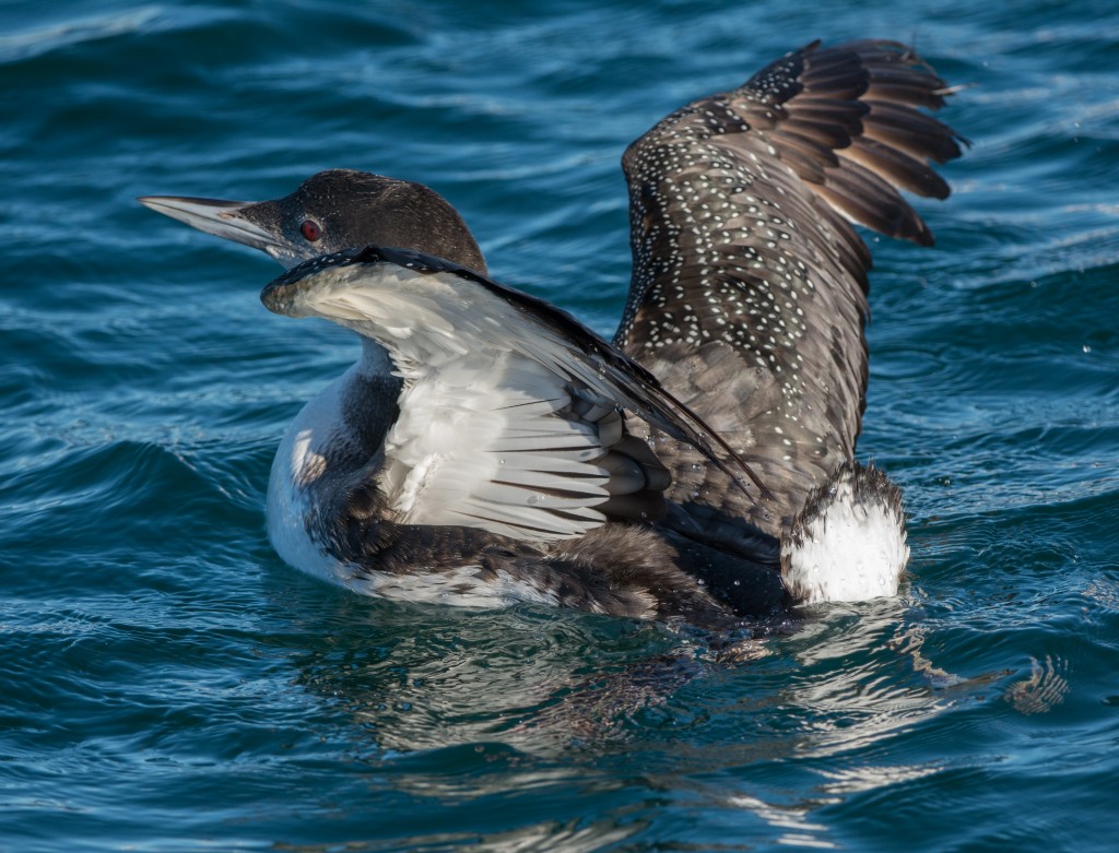 Loon, Common  20140228-37