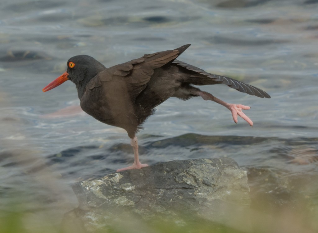 Oystercatcher, Black  20140327-04